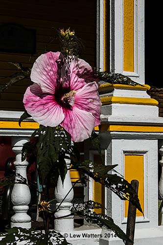 Thanks to a group of hard-working and thoughtful citizens, our town of Chester has enjoyed beautiful flower arrangements throughout our village.