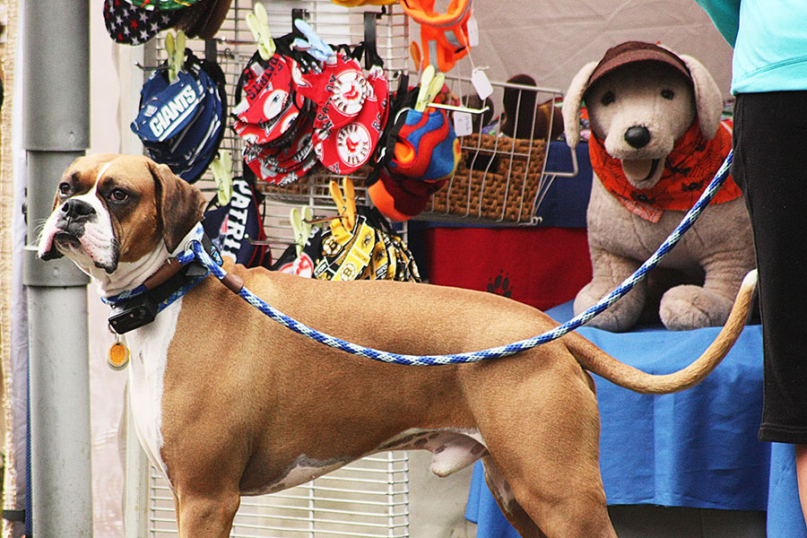 The Chester Fall Festival has been designated one of Vermont's "Top 10 Fall Events" for 2017 by the Vermont Chamber of Commerce!